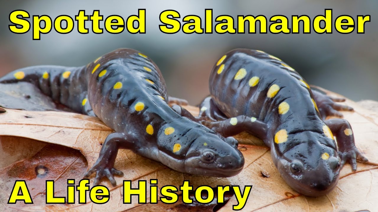 Spotted Salamander: A Life History