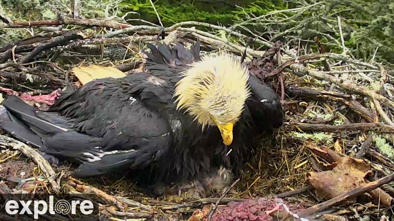 Bald Eagle Protects Chicks from Rain and Wind