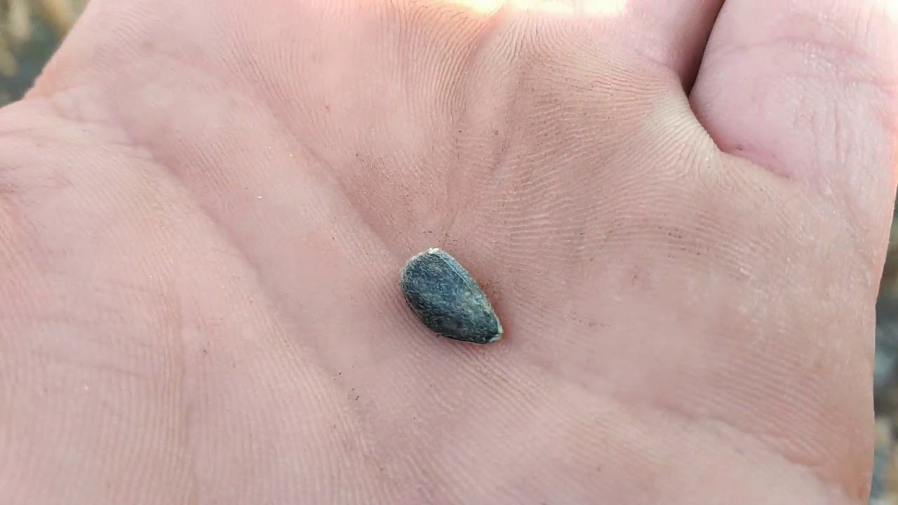 Обзор посевов подсолнечника 