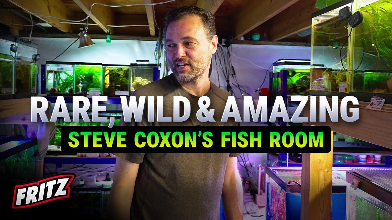 This is NOT Your Ordinary Fish Room