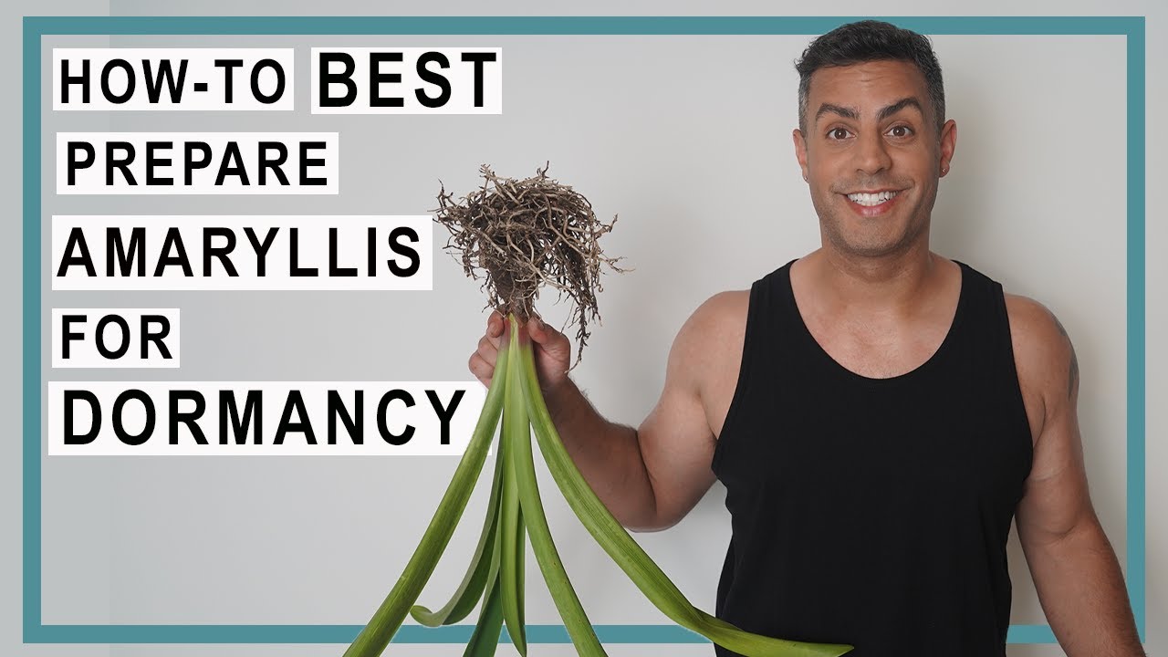 How-To Best Prepare Amaryllis Bulbs For Dormancy So They Can Rebloom! Amaryllis Dormancy Care Guide!