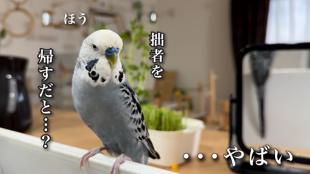 【出勤前】帰らないインコズとの交渉が個性的すぎたw