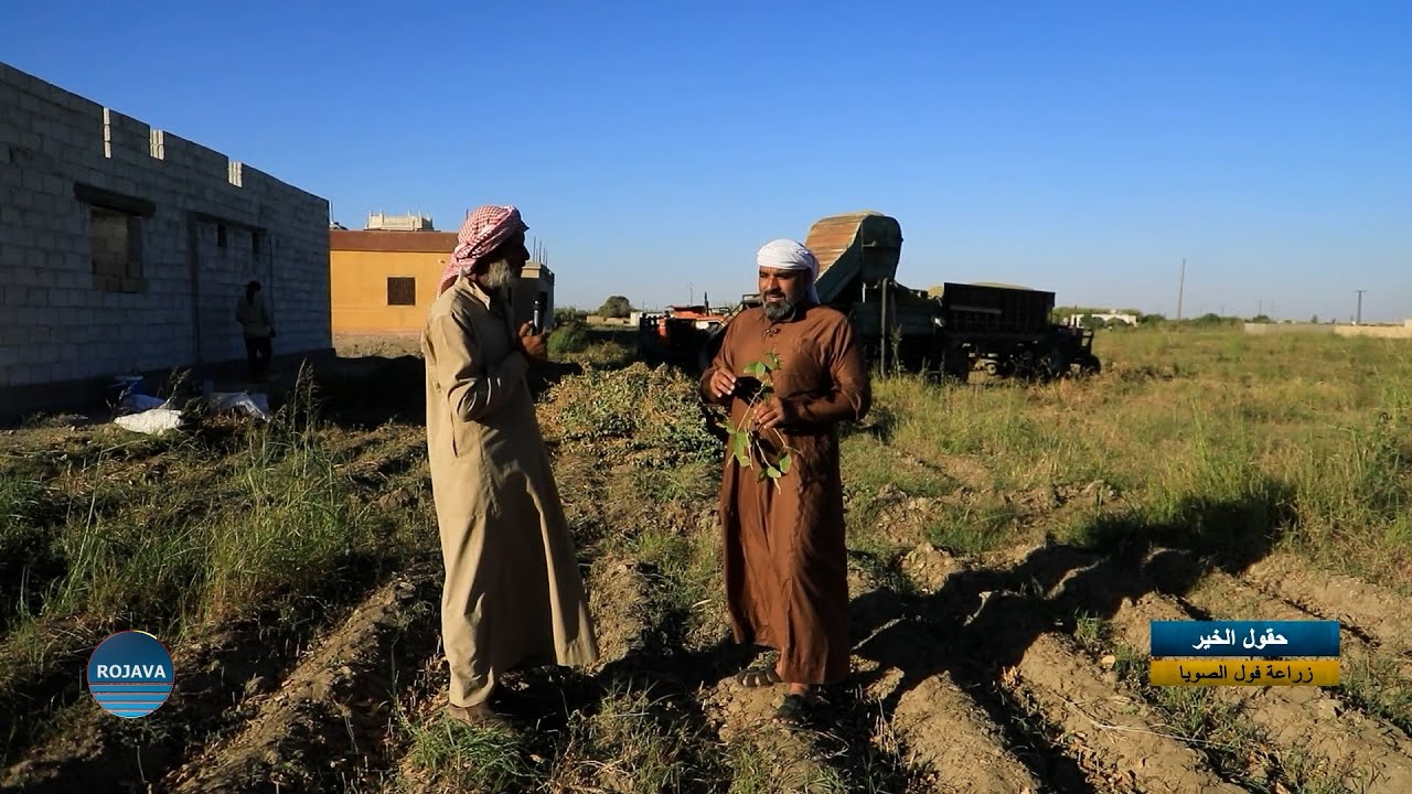 حقول الخير || زراعة فول الصويا|| 11 - 10 - 2025