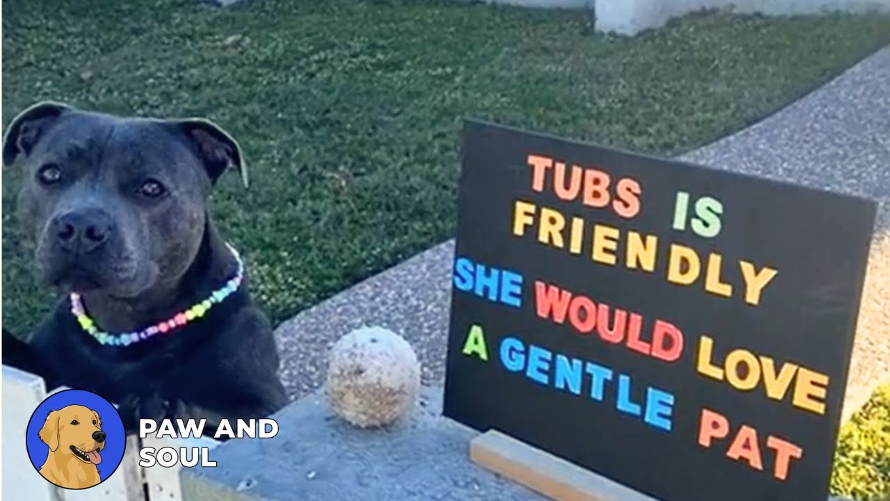 The Pit Bull Everyone Misjudged — Until Her Heart Transformed the Neighborhood