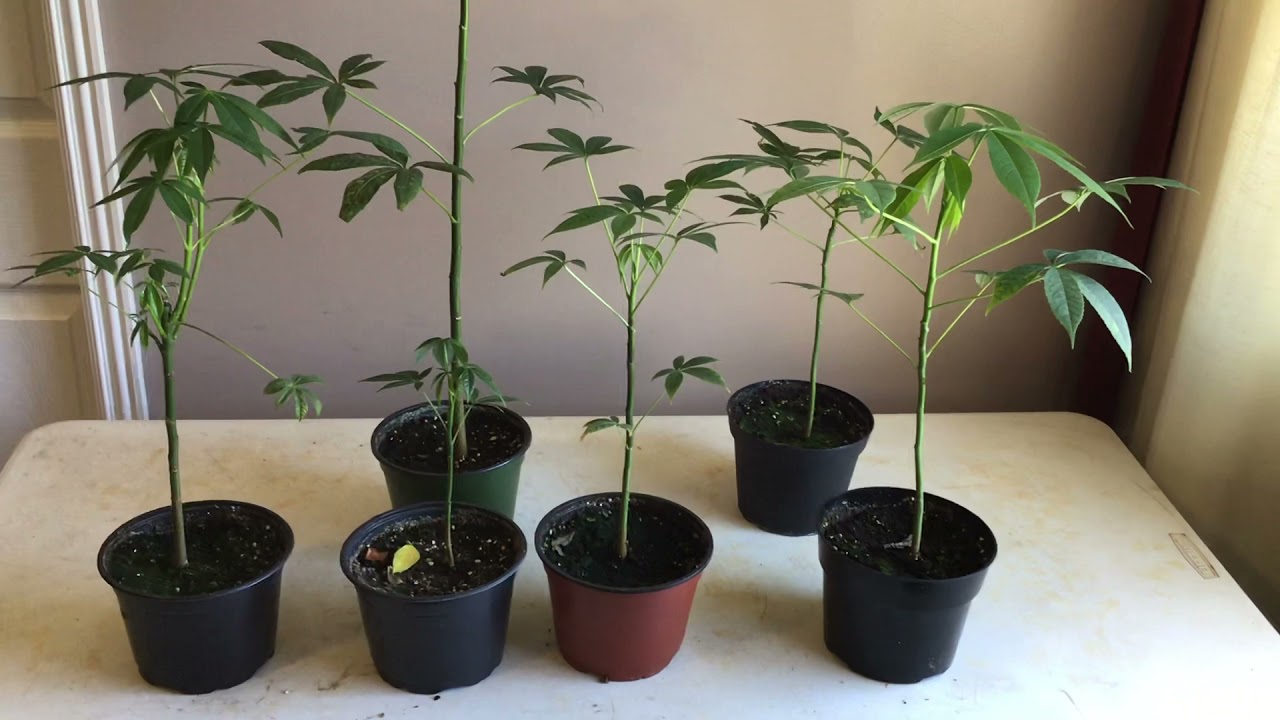 Kapok trees 2nd update