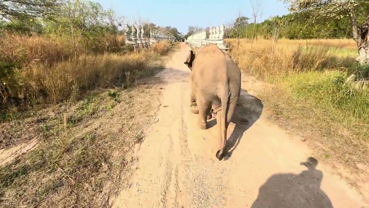 บ้านช้างวังทอง ปางช้างพิษณุโลก ช้างแห่นาคพิษณุโลก ￼