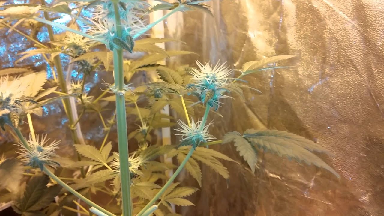 White widow wk 4 of flowering after defoliation