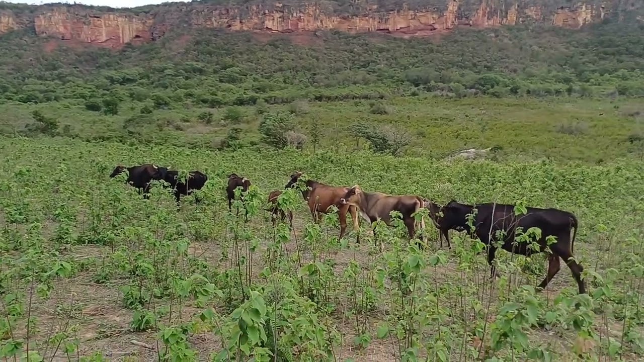 Vendo barato sua grande oportunidade 30 hectares 8799102 3154 