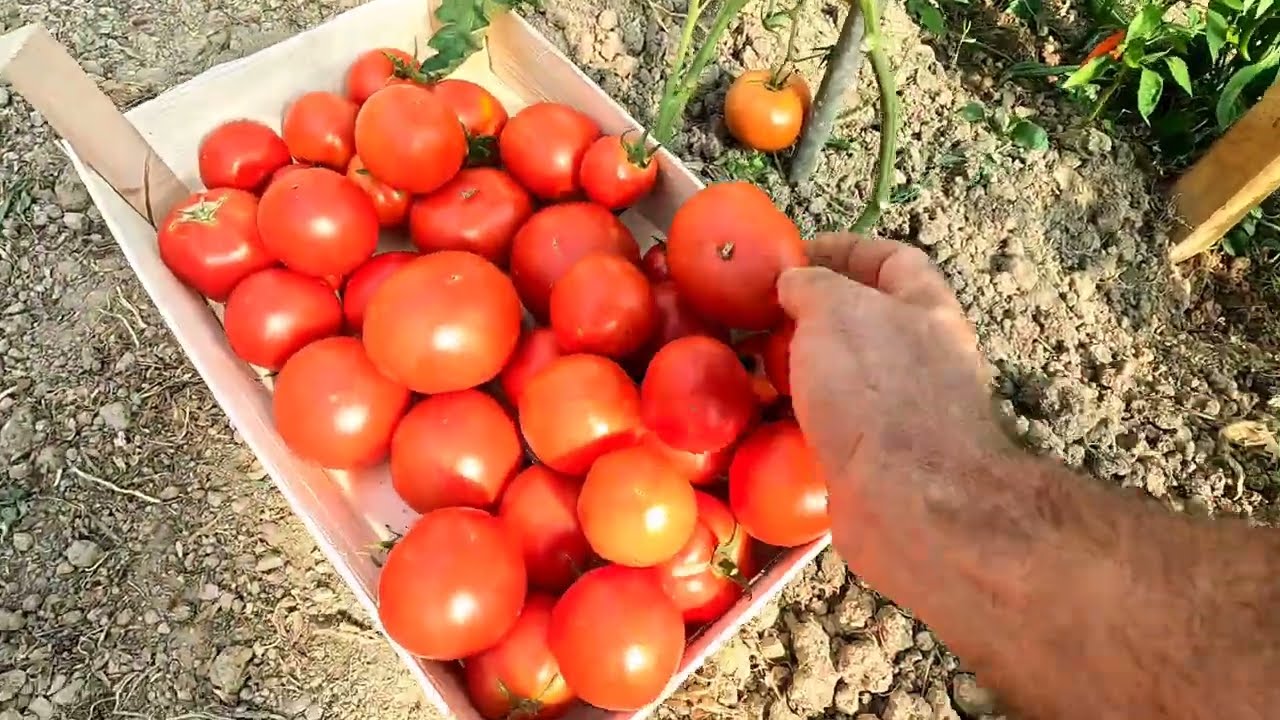 PRVA VECA BERBA PARADAJZA IZ NASEG PLASTENIKA 
