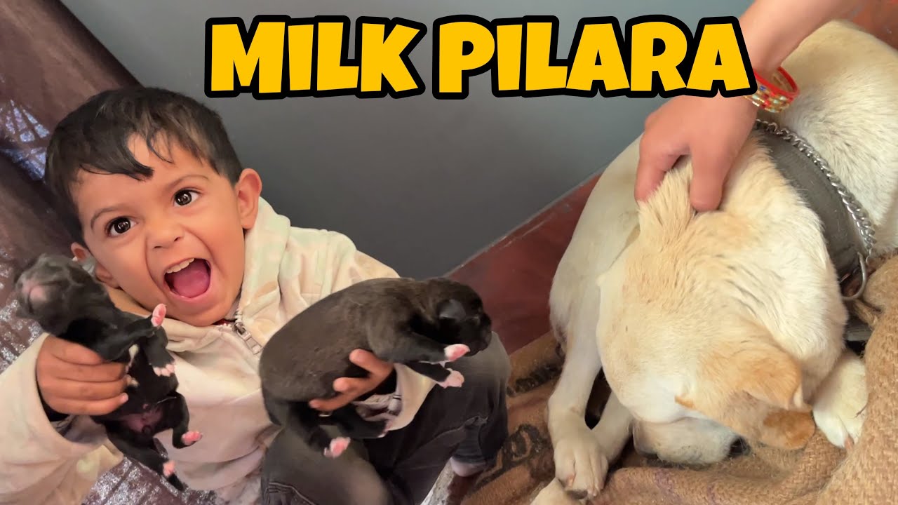 Newborn Puppy Ko Milk Pilara Viuuu😱 Lucy Aggressive or Not