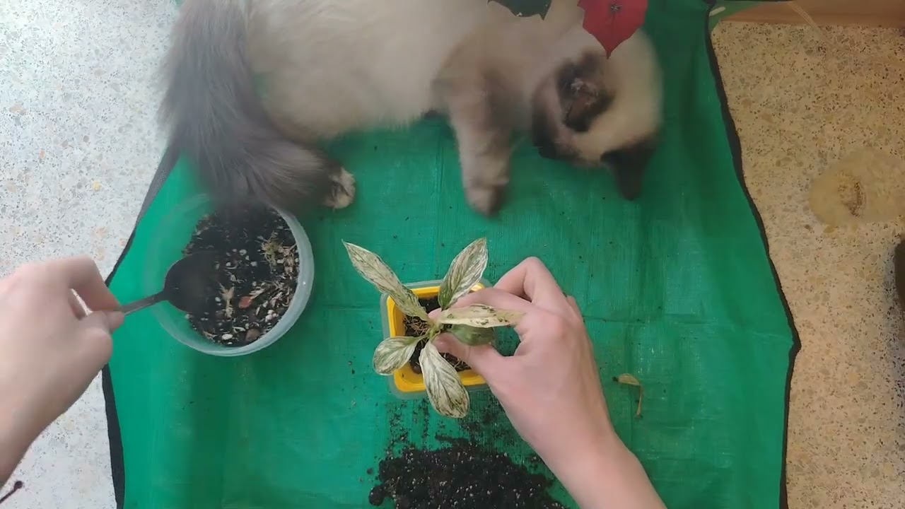 спатифиллум Сенсация, пересадка 