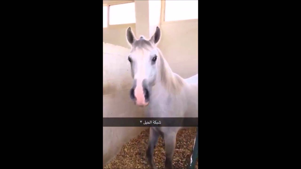الجزء الأول من دعوة مركز الملك عبدالعزيز للخيل العربية الاصيلة