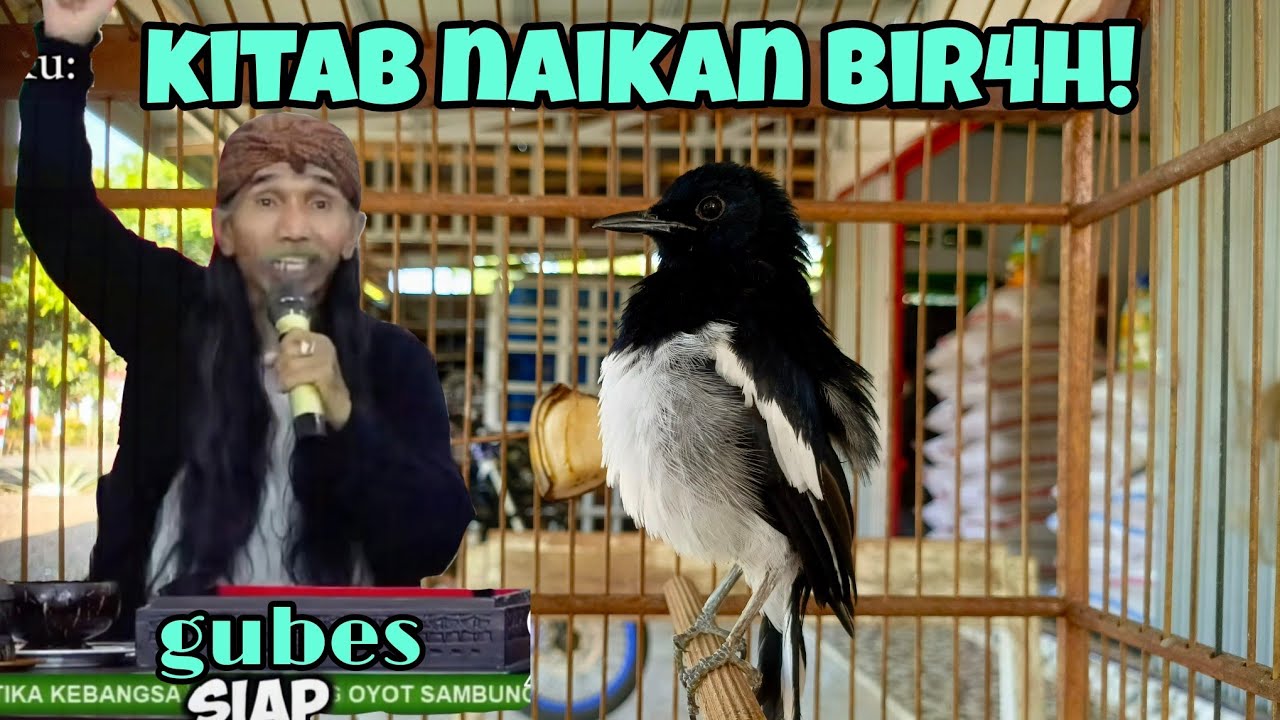 menaikan bir4h! gunakan cara ini lur, star kacer 0 bir4h! bahkan -#menaikanbirahi #overbirahi#over