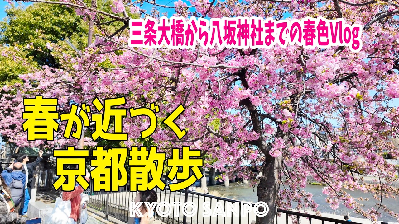 2026/3/1 (日) 🌸春が近づく京都🌸 京都春予報 まだ肌寒いけど・・・三条大橋の河津桜が開花!! 八坂神社までの春色さんぽVlog /春の京都/春さんぽ/Kyoto walk [京都4K]