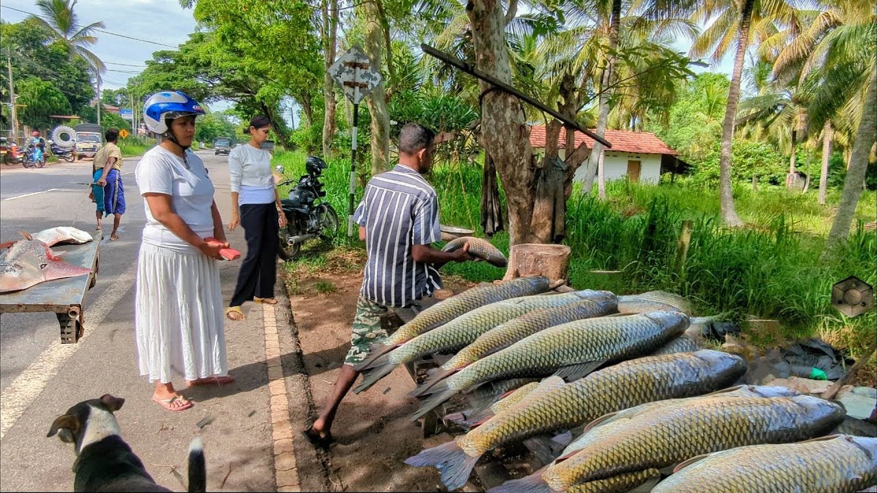 Biggest Catla Fish Cutting Skills | Village Fishermen Roadside Fish Market