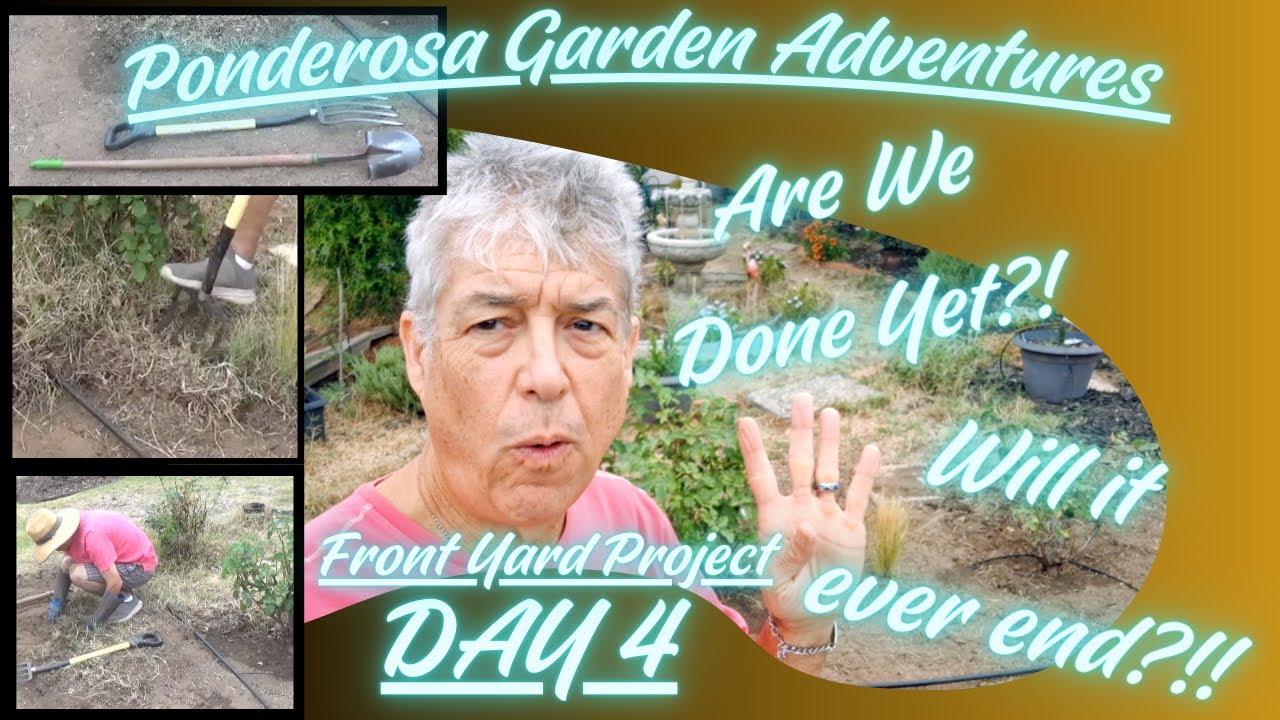 Front Yard Project Day 4
