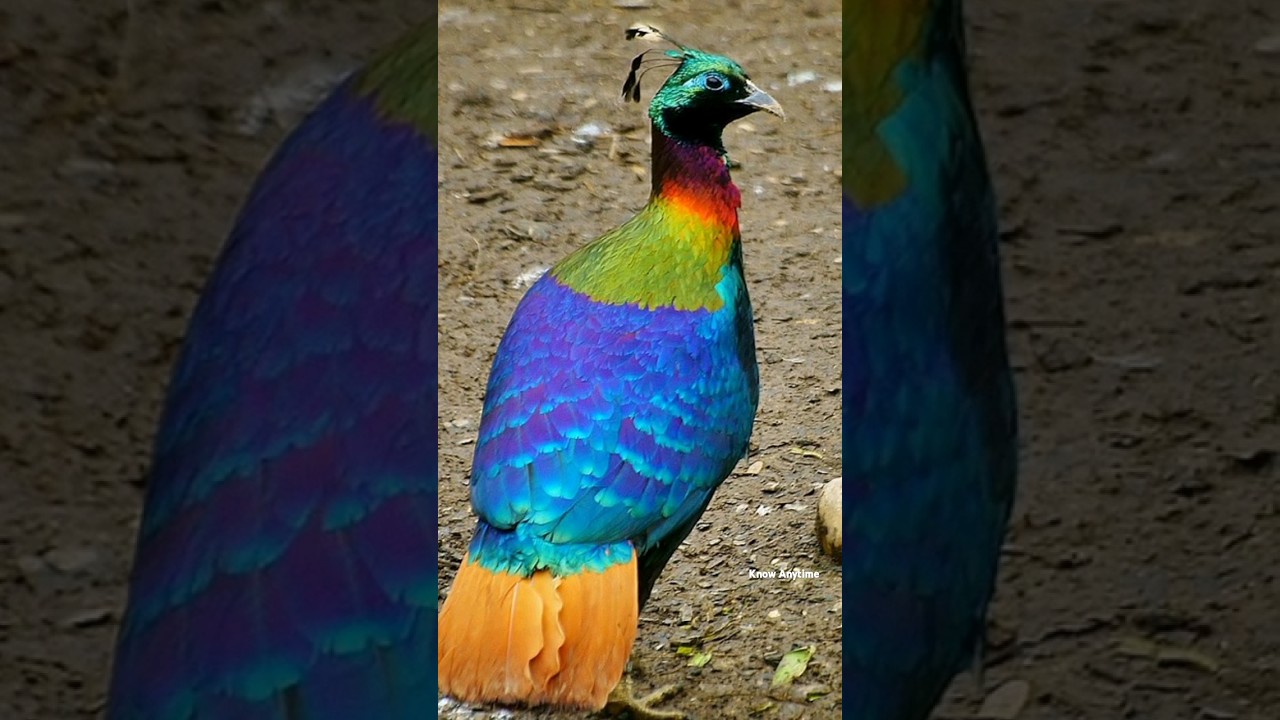 Himalayan Monal Bird Amazing Facts....    #shortsvideo #trendingshortsvideo