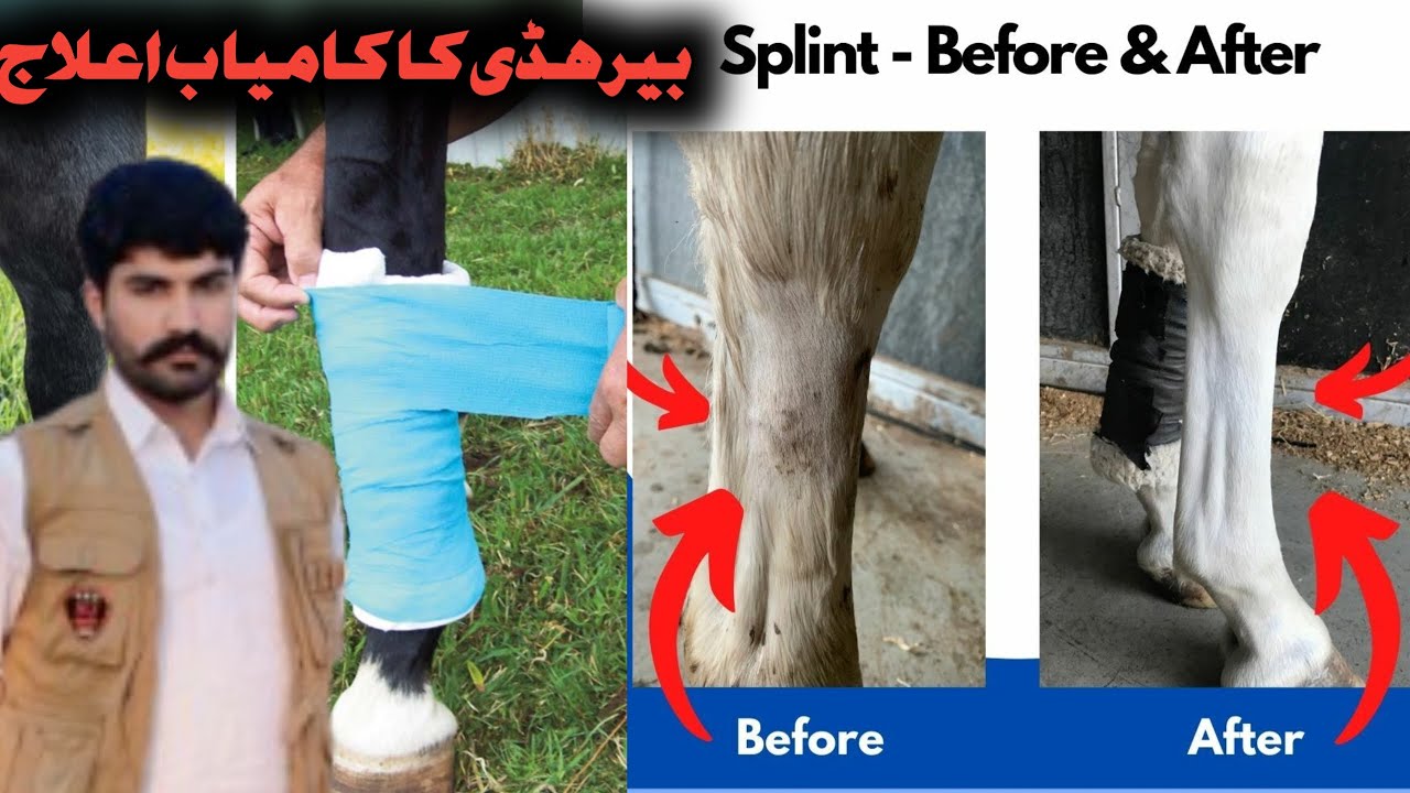 Ghode Ki Ber haddi ka ilaaj||Pakistani horse|Horse bone treatment||گھوڑے کی بیر ہڈی کا علاج