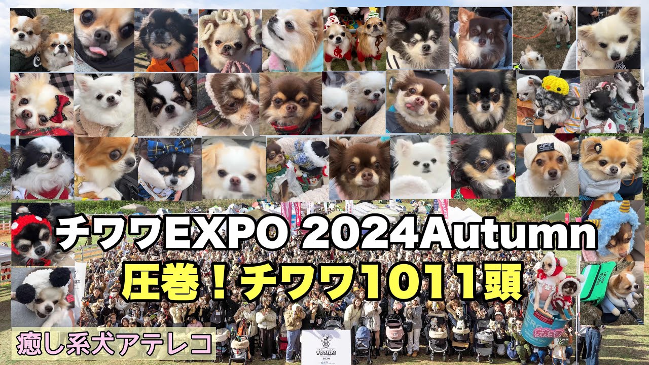 【チワワEXPO 2024Autumn】滋賀農業公園ブルーメの丘