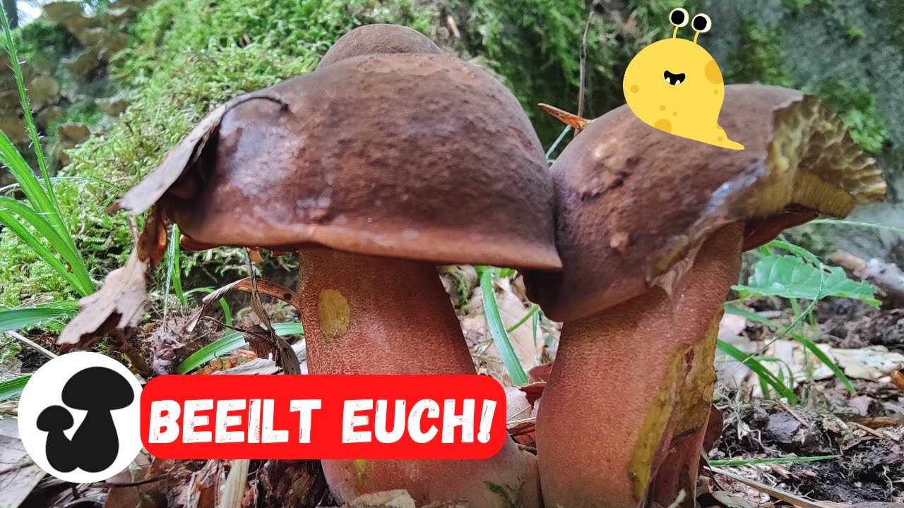 Pilze sammeln im Frühsommer | Sommersteinpilze & Hexenröhrlinge