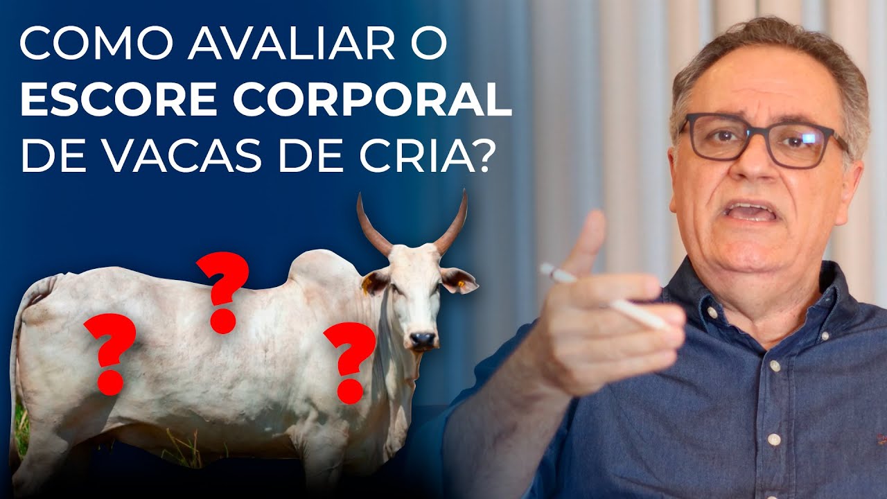 Como avaliar o escore corporal de vacas de cria?