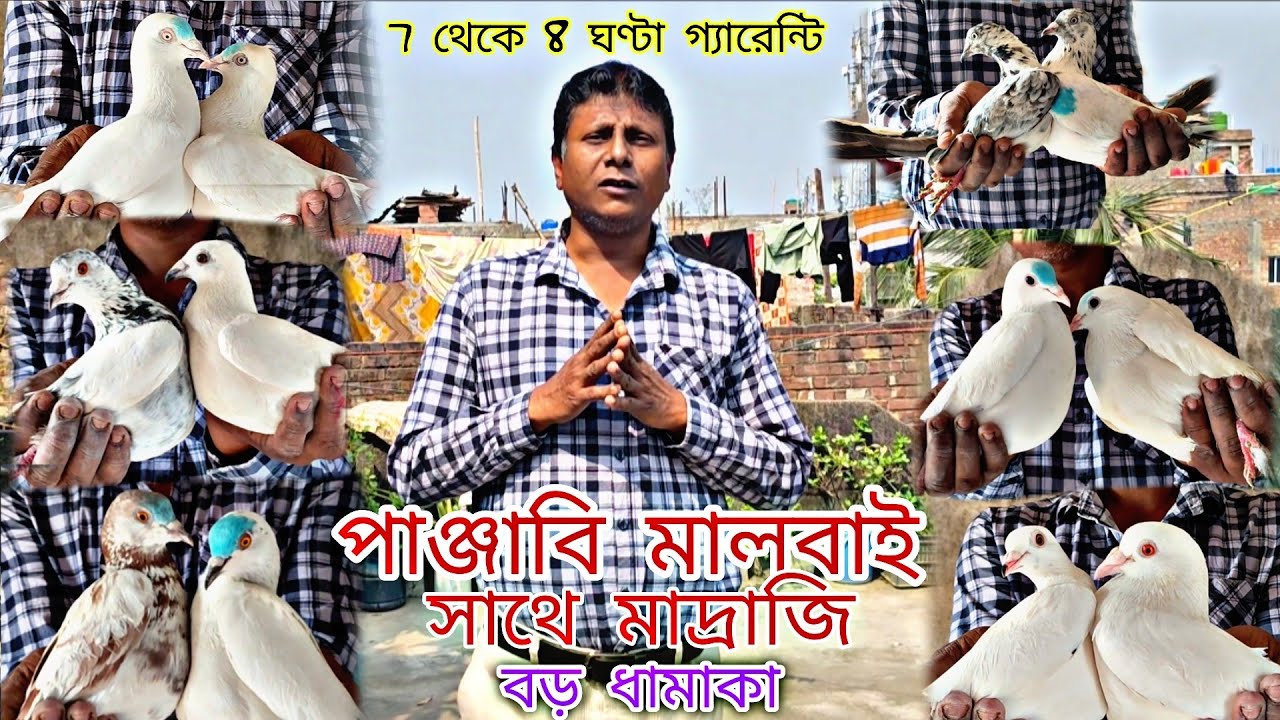 পাঞ্জাবি মালবাই এবং মাদ্রাজি 🕊️পায়রা গ্যারেন্টি সহকারে সেল হবে 😲 @Titospigeon 
