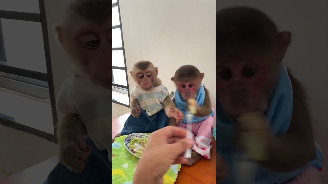 Monkey&rsquo;s Tiny Tantrum Got Us Crying 😂🐵 #MiniDrama #MonkeyFeels