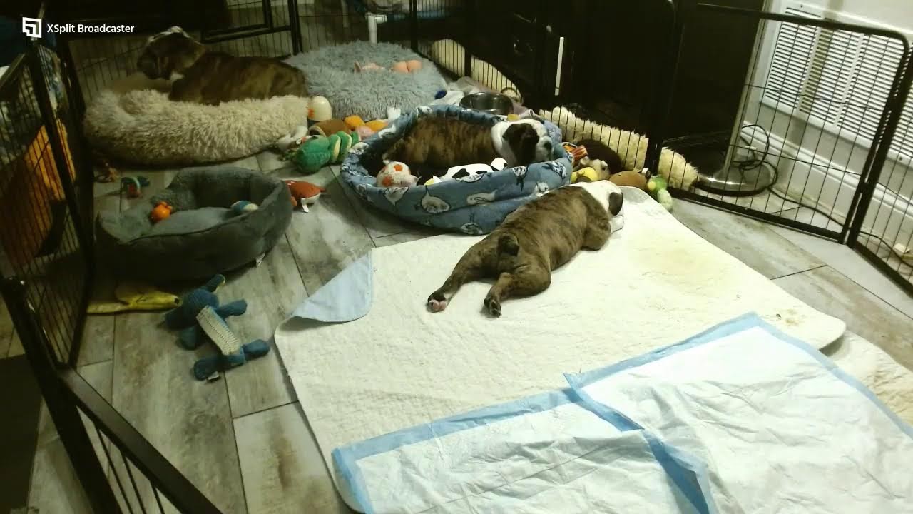 Lola's Bulldog Puppy Watch - Day 95