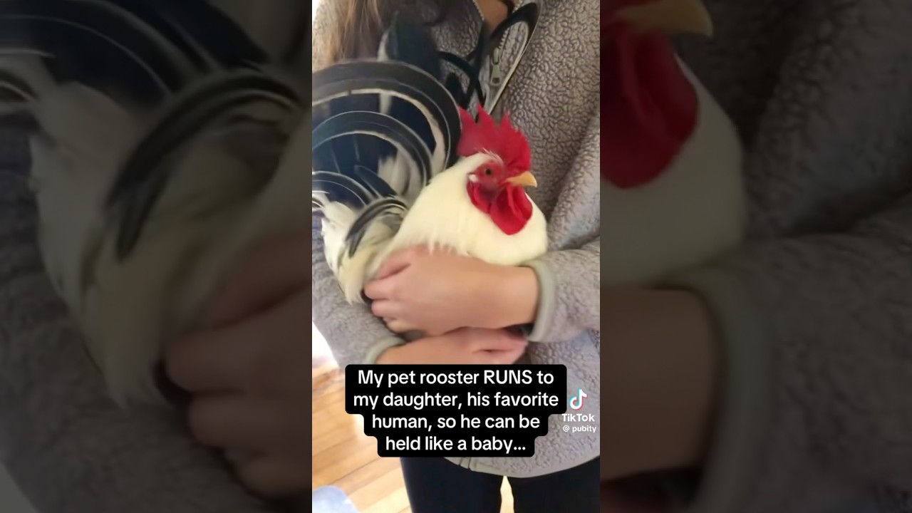 He&rsquo;s just a babyyyy #rooster #chicken #animalvideos