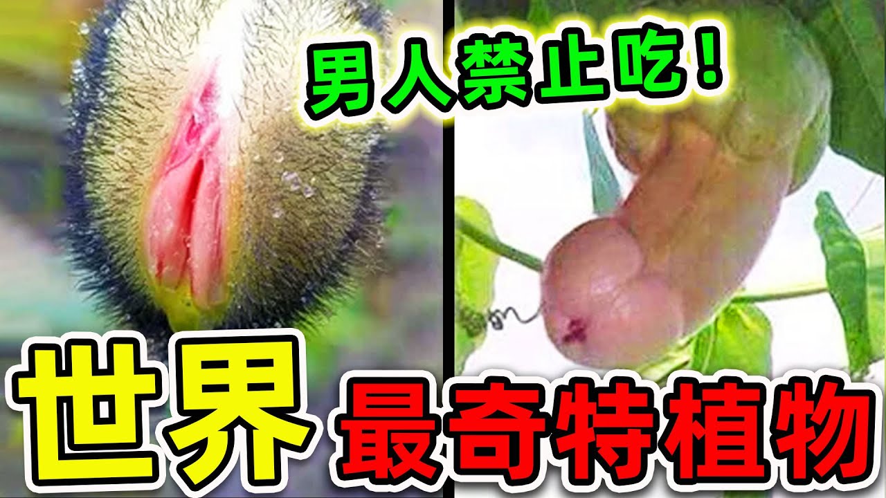 全世界最奇特的10種植物！“丁丁果實”竟然真實存在，第一名看見千萬別吃，否則後果自負。|