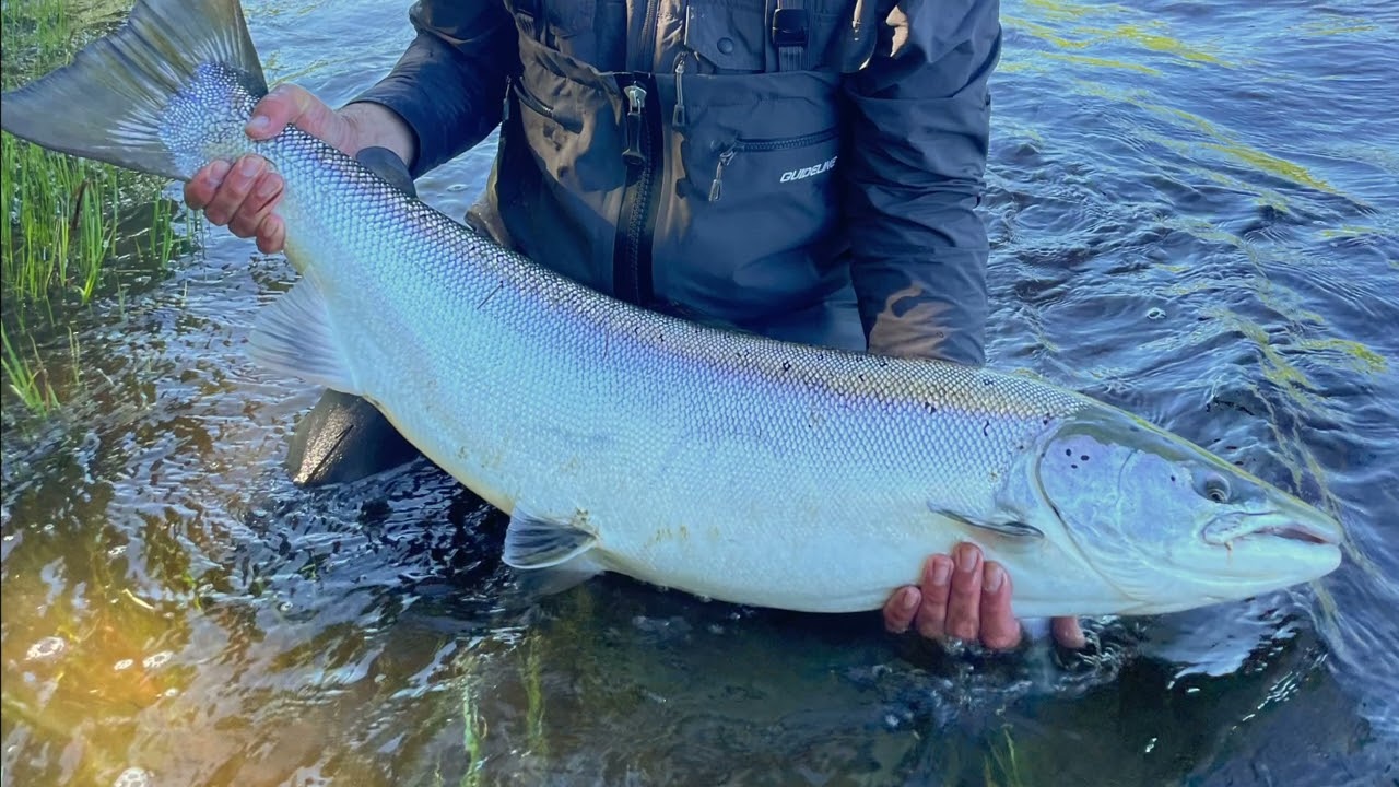 BALTIC SALMON FISHING ADVENTURE.. support https://balticsalmonfund.com/