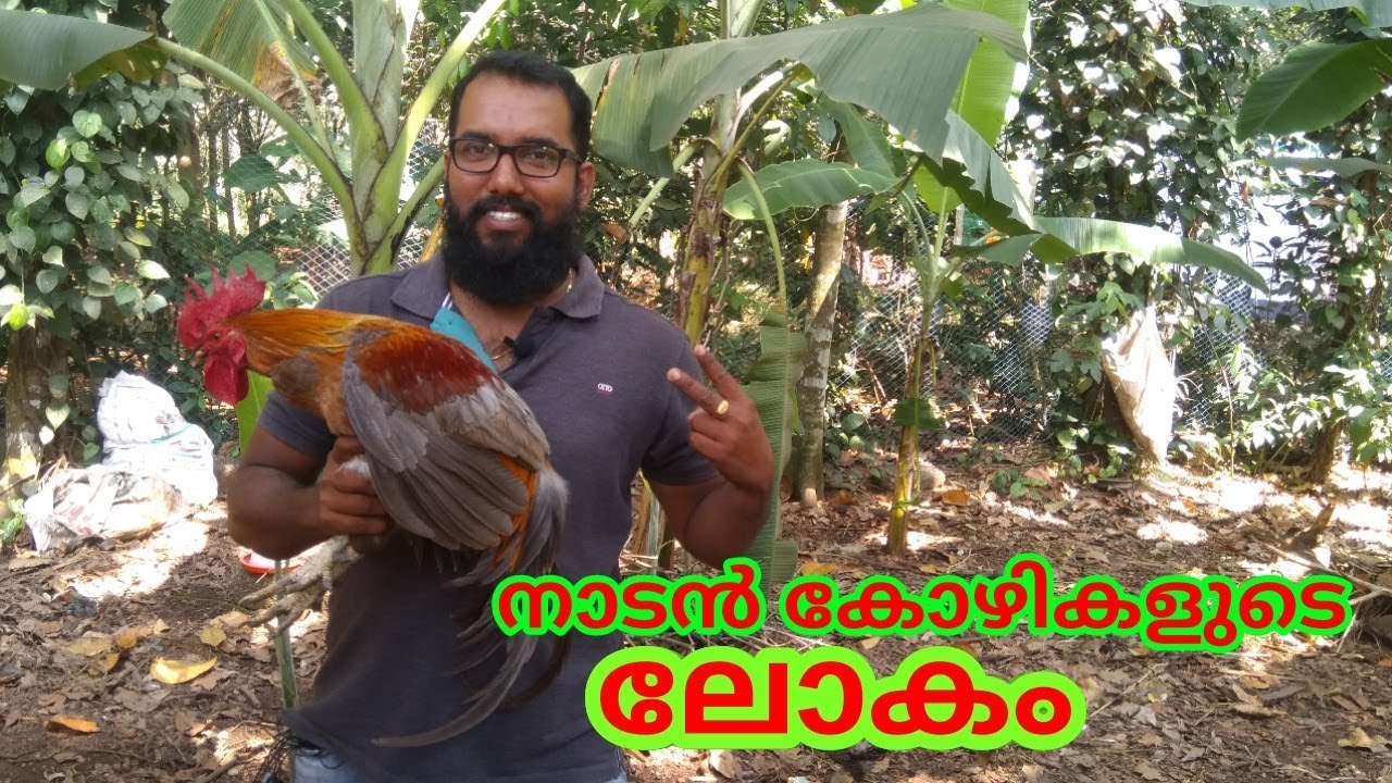 നാടൻ കോഴി വളർത്തൽ വൻലാഭം