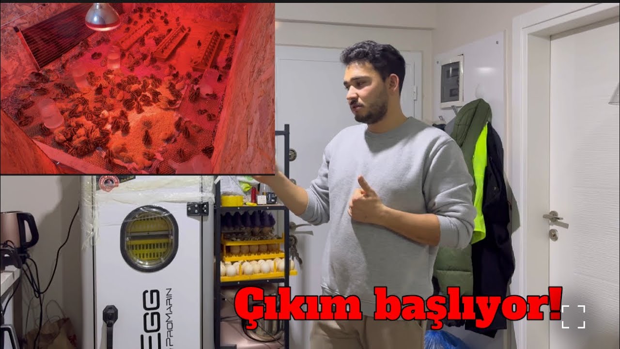Bıldırcın çıkımı başladı/ Gece operasyonu yaptık!!