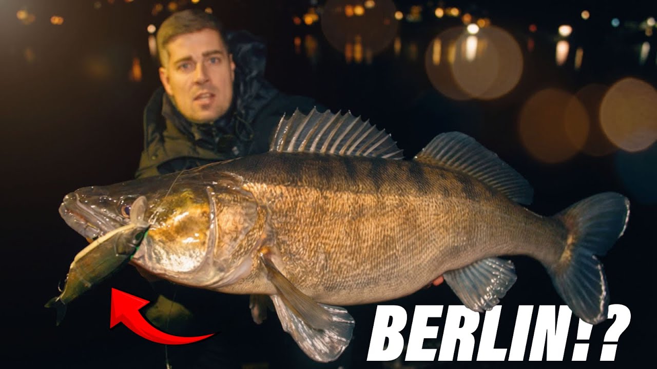 Mein größter Zander - MITTEN in Berlin? 🤯
