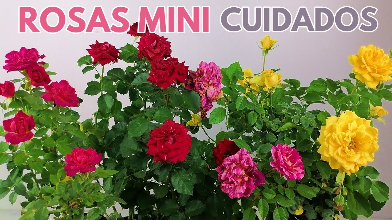 como cuidar rosales miniatura chuyito jardinero
