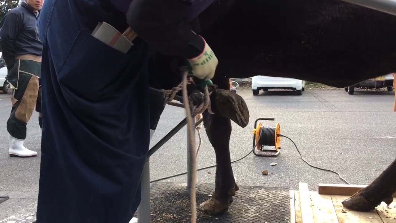 実牛での削蹄講習