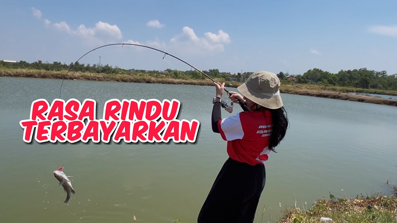 Rasa rindu terbayarkan setelah lama  gak casting, LUAR BIASA!!! tarikan mangrove jack dan baramundi