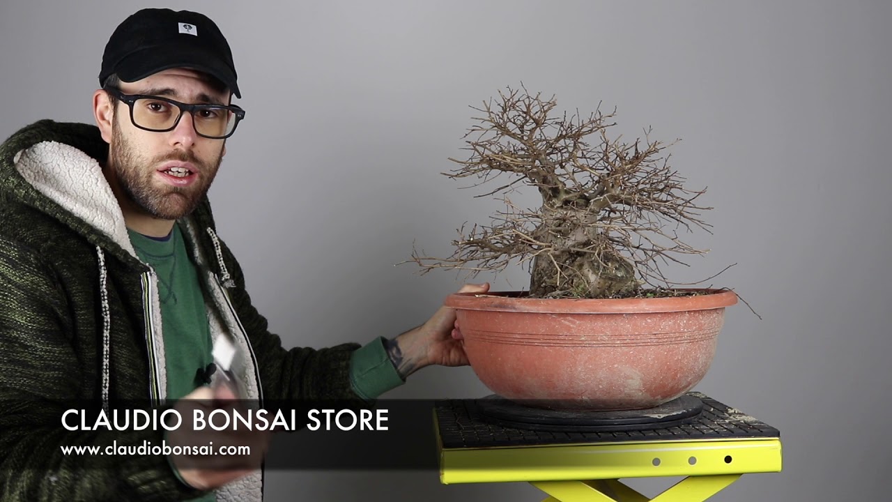 COME IMPOSTARE UN BONSAI DI OLMO