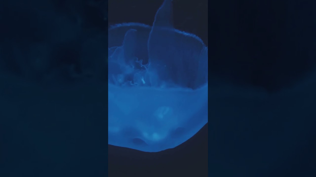 5 Mind Blowing Facts About the Pacific barreleye fish