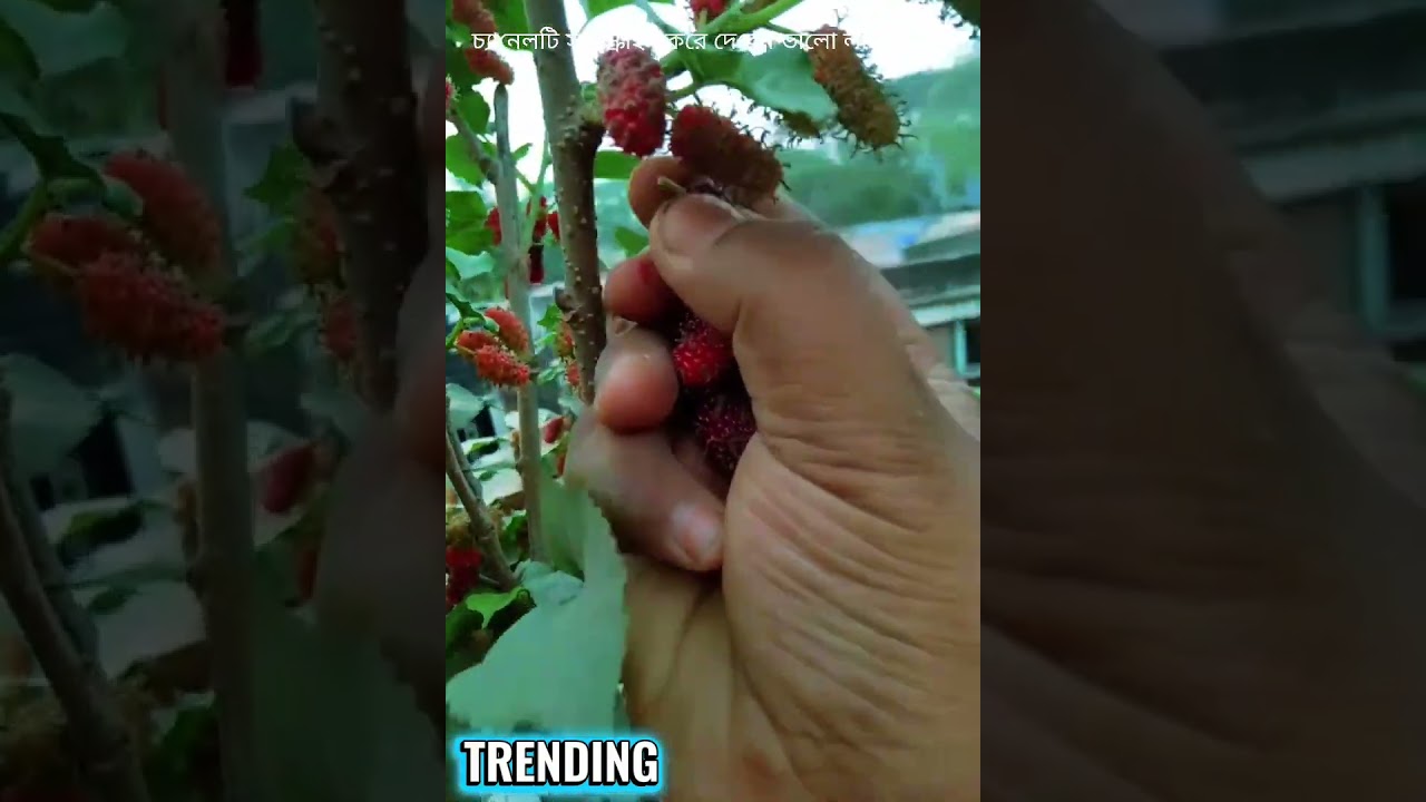 আমার ছোট্ট ছাদ বাগানে লাল নীল কালো পরী#viral#trending#foryou#@%2026