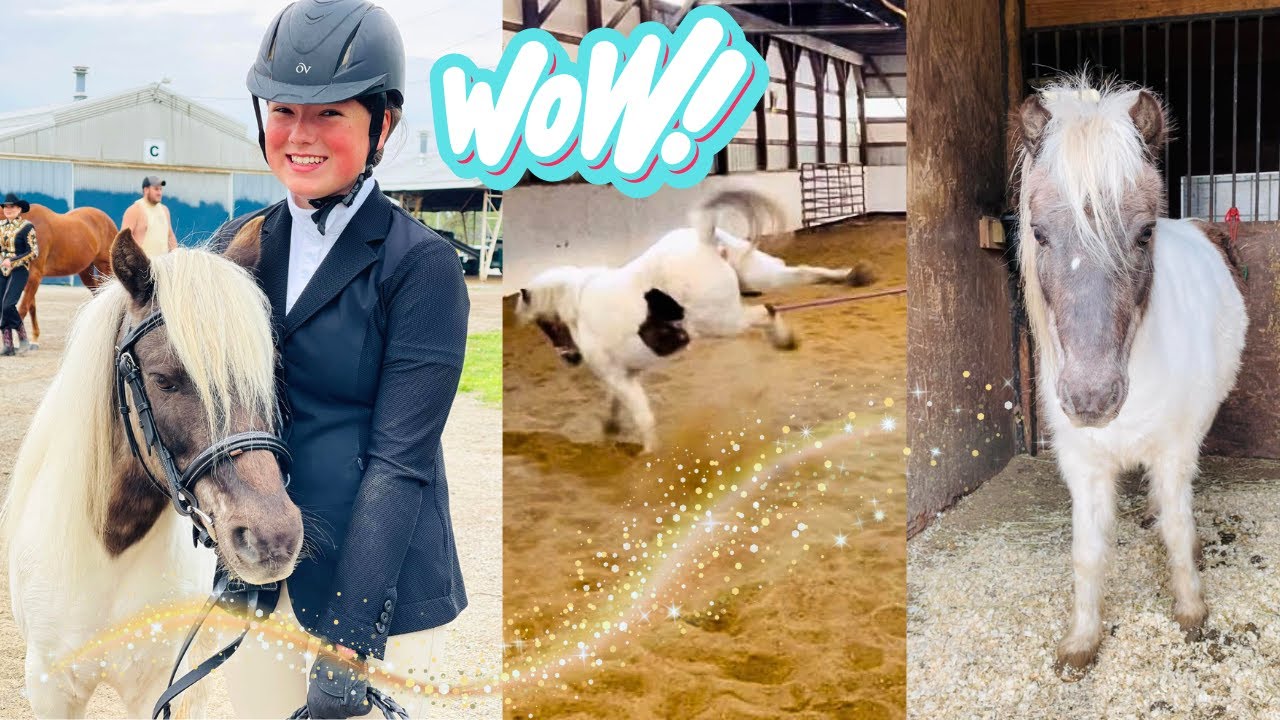 WATCH MY SASSY AUCTION PONY TRANSFORM! *BUZZ'S 1st SHOW*