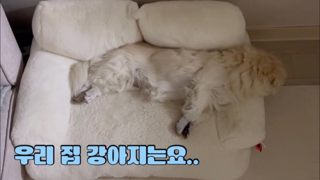 [페키니즈] 잘자요