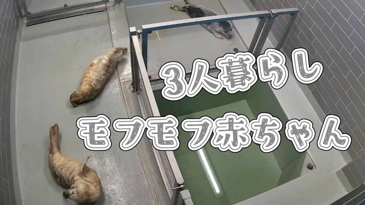 はじまる3モフモフ赤ちゃん共同生活【アザラシ幼稚園】