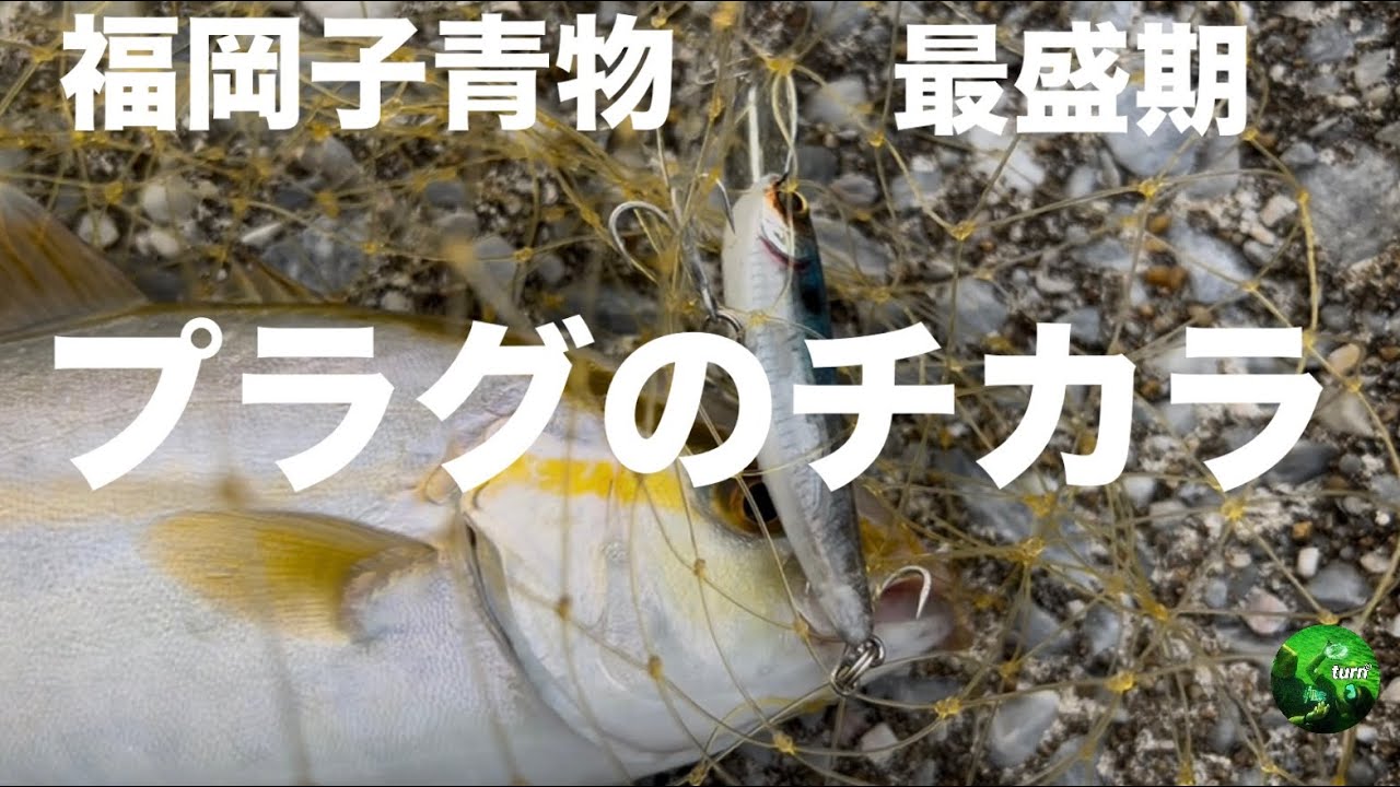 福岡 子青物最盛期 プラグ縛りで完全攻略 【玄人向け】#福岡釣り #青物