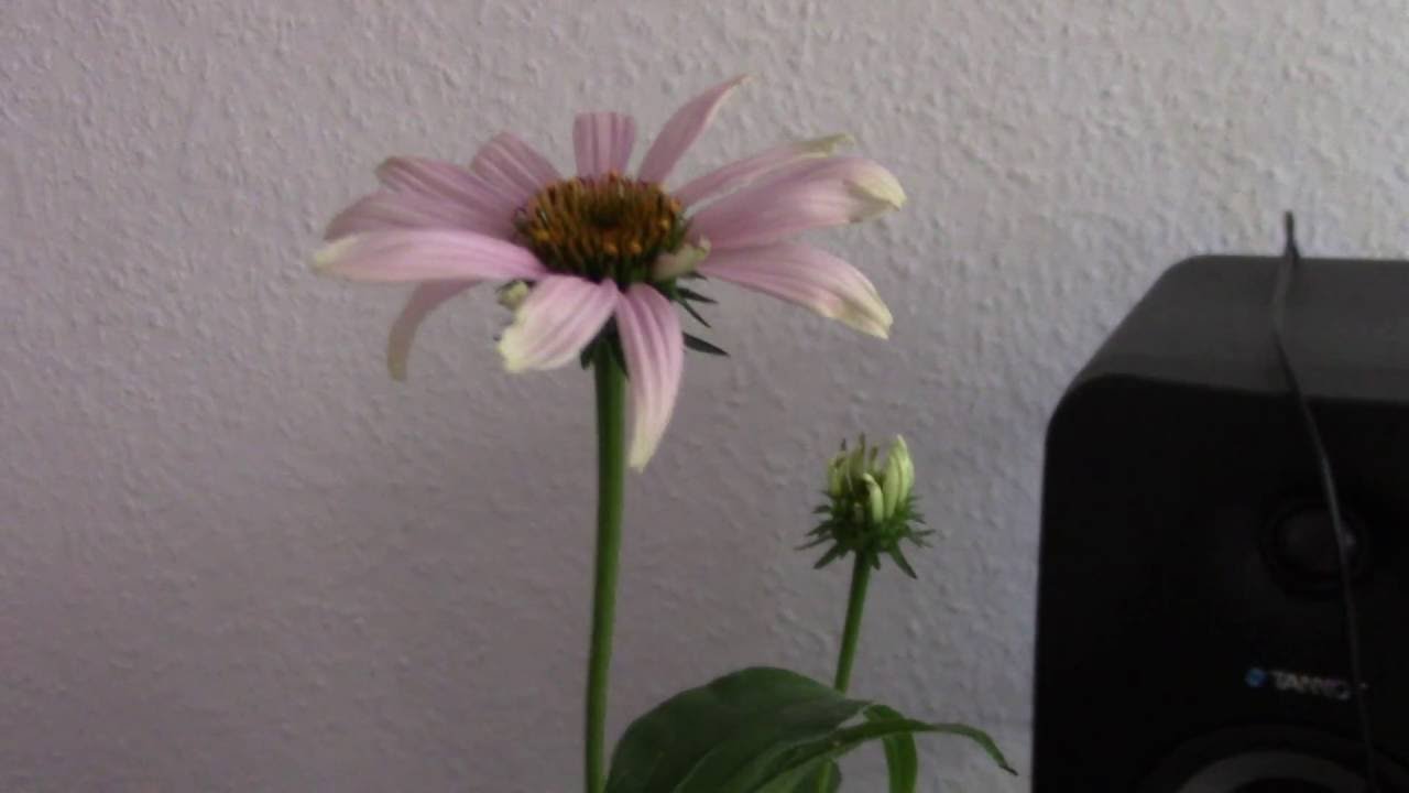 Music of the plants - ECHINACEA | 432Hz