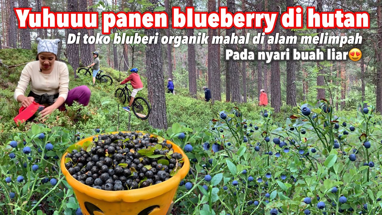 AKHIRNYA PANEN BLUEBERRY ORGANIK LIAR GRATIS SAMBIL BERSEPEDA || HARVEST BLUEBERRIES