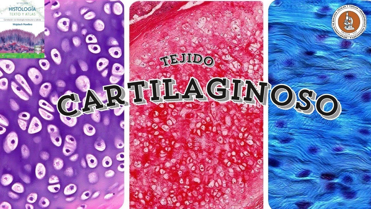 Tejido Cartilaginoso | Histología de Ross explicado fácil