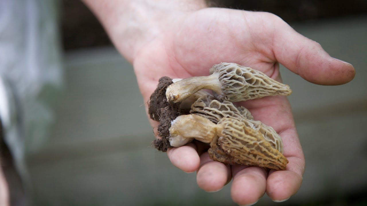 Home Grown Morel Mushrooms
