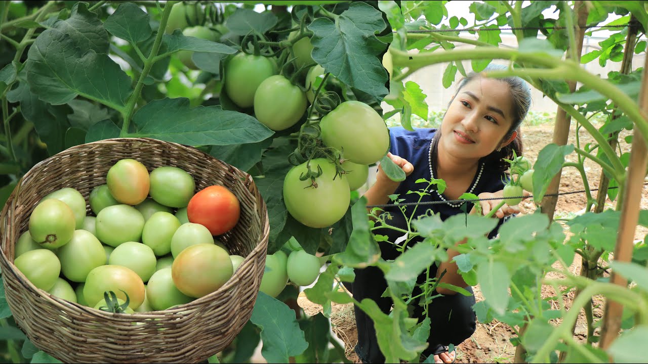 2 recipes with fresh tomatoes from vegetable garden / Tomatoes cooking / Cooking with Sreypov