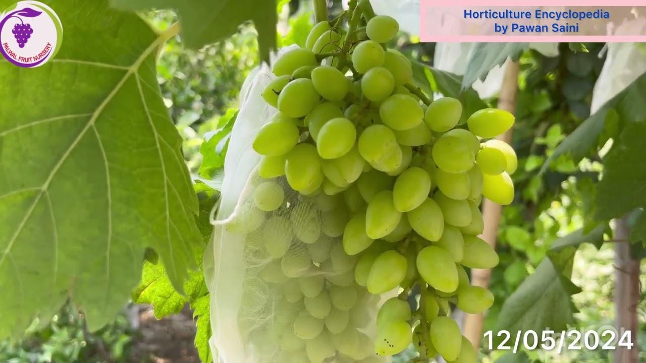 अंगूर की सभी क़िस्मो का अपडेट -12/05/2024 ( Grapes 🍇 farming), अंगूर की खेती